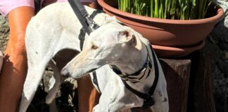 Ritrovata a Celle Ligure la cagnolina Perla Perla cagnolina fuggita