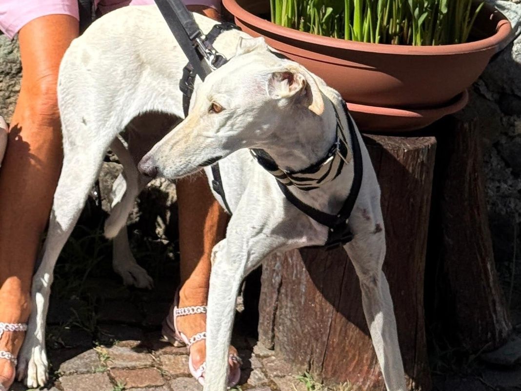 Perla cagnolina fuggita