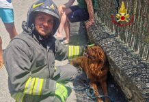 Santa Margherita Ligure, incendio in una villetta, salvato un cane cane salvato incendio a Santa
