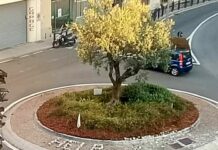 Chiavari, rotonde danneggiate dai Tir rotonda chiavari danneggiata dai Tir
