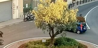 Chiavari, rotonde danneggiate dai Tir rotonda chiavari danneggiata dai Tir