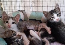 Genova, appello del canile di Monte Contessa, gattini in cerca di adozione gattini