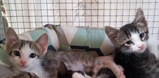Genova, appello del canile di Monte Contessa, gattini in cerca di adozione gattini