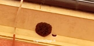 Marassi, sciame di api sul cornicione di un palazzo, arriva la Gru Marassi sciame api