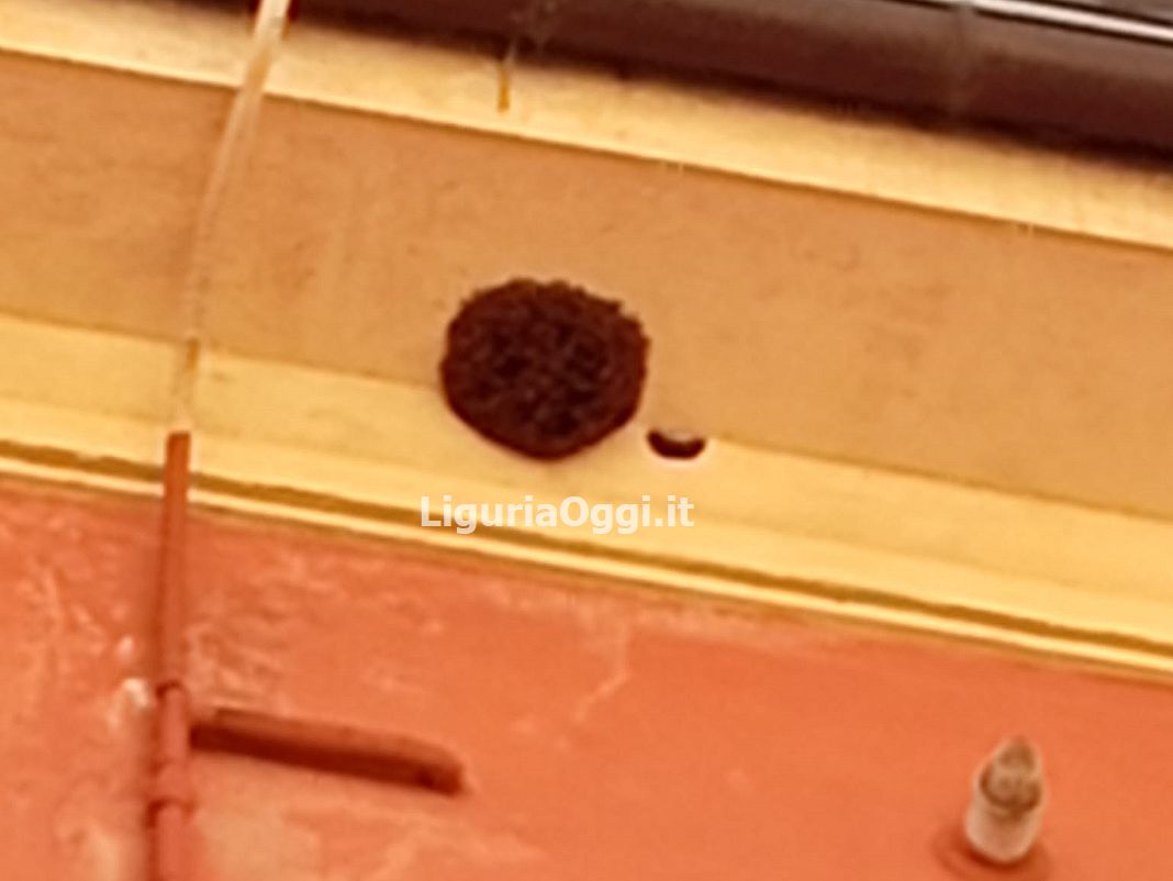 Marassi sciame api