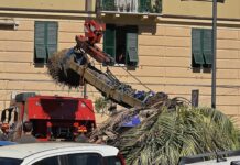 Genova, crollo della palma alla Foce, la perizia: radici marce da tempo palma piazza Paolo Da Novi