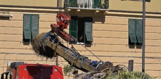 Genova, crollo della palma alla Foce, la perizia: radici marce da tempo palma piazza Paolo Da Novi