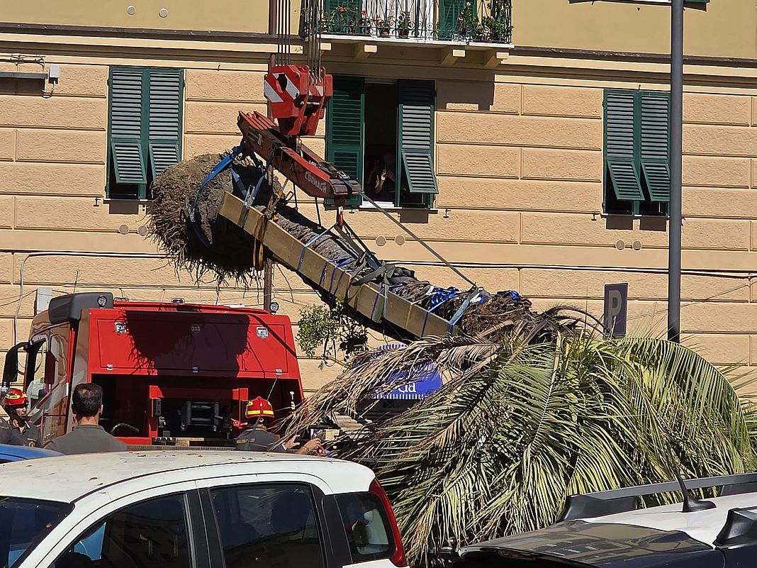 palma piazza Paolo Da Novi