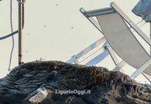 Genova, sciame d’api tra sdraio e ombrelloni ai Bagni Scogliera sciame api bagni scogliera