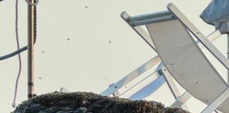 Genova, sciame d’api tra sdraio e ombrelloni ai Bagni Scogliera sciame api bagni scogliera