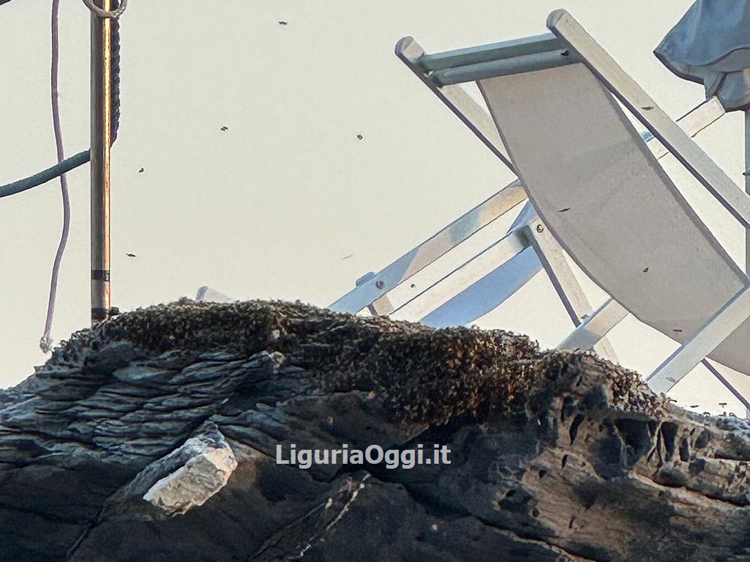 sciame api bagni scogliera