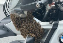 Genova, sciami di api ad Albaro, Marassi e Certosa, ecco cosa fare api sciame moto piccapietra
