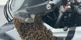 Genova, sciame di api su una moto a Piccapietra api sciame moto piccapietra