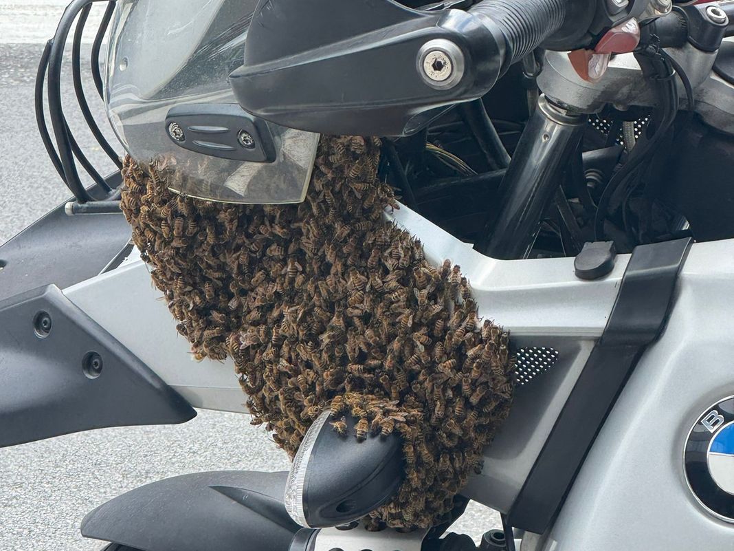 api sciame moto piccapietra