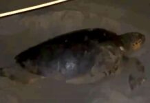 Alassio, tartaruga tenta di deporre le uova ma fugge spaventata da persone tartaruga caretta alassio spaventata