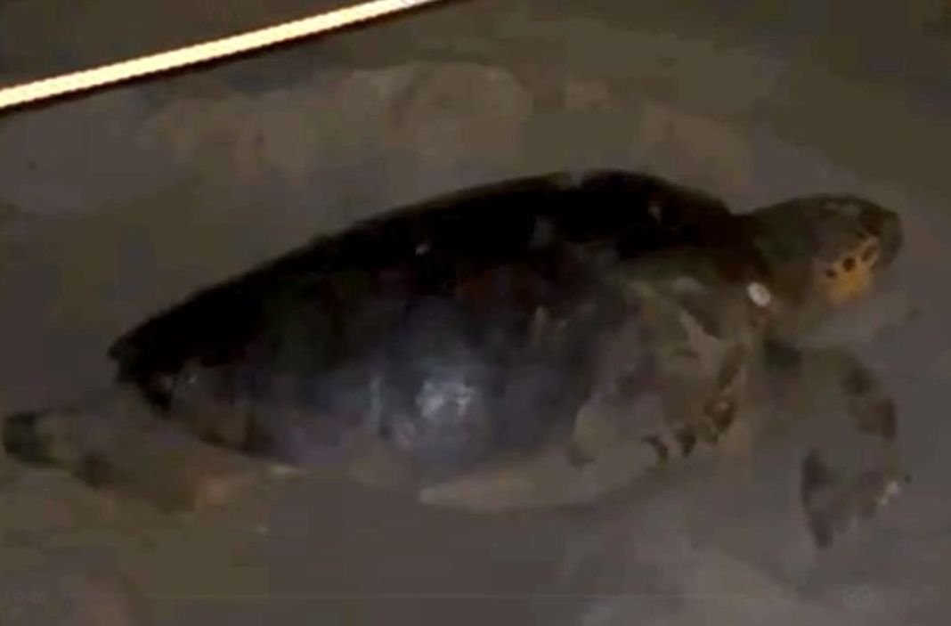 tartaruga caretta alassio spaventata