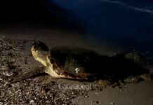 Lerici, falso allarme per il nido di tartaruga a San Terenzo tartaruga caretta caretta