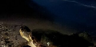 Lerici, falso allarme per il nido di tartaruga a San Terenzo tartaruga caretta caretta
