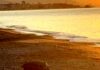 tartaruga caretta caretta Zinola 3 luglio 2025