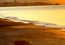 Zinola, tartaruga depone le uova sulla spiaggia, è il quarto nido in Liguria tartaruga caretta caretta Zinola 3 luglio 2025