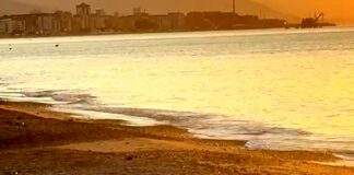 Zinola, tartaruga depone le uova sulla spiaggia, è il quarto nido in Liguria tartaruga caretta caretta Zinola 3 luglio 2025