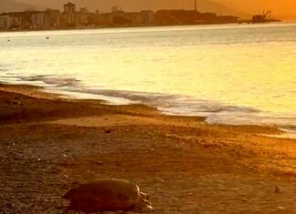tartaruga caretta caretta Zinola 3 luglio 2025