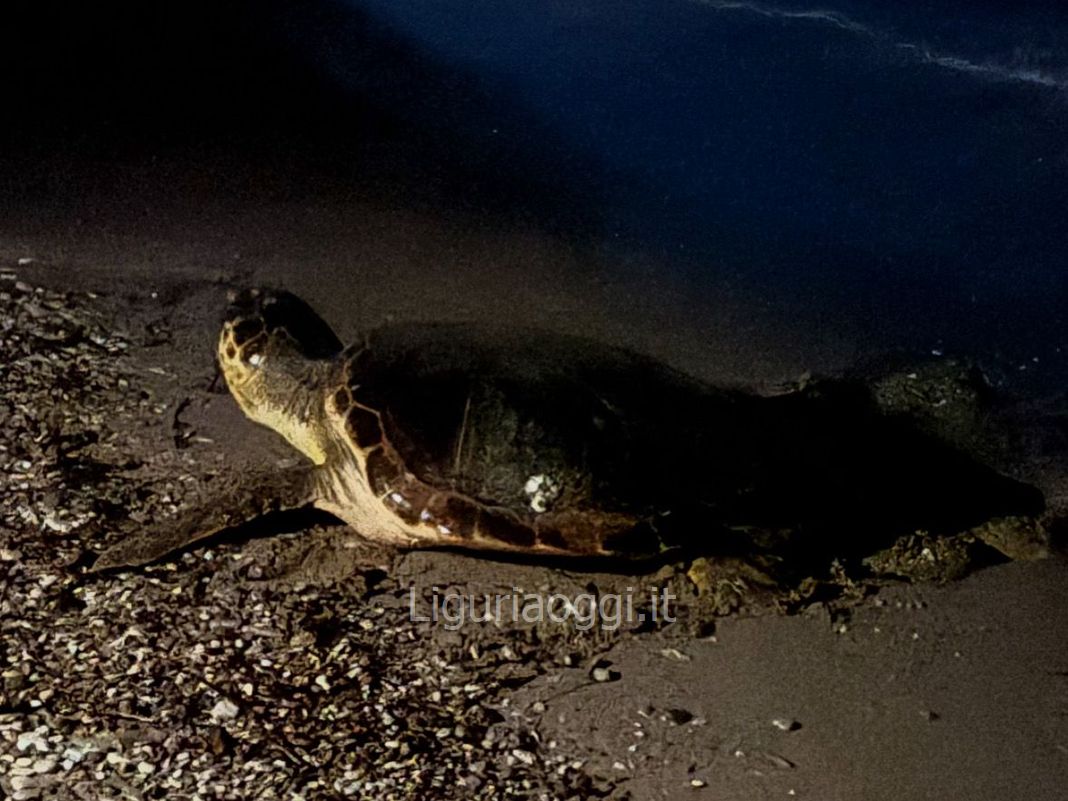 tartaruga caretta caretta