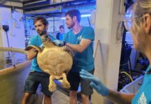 Imperia, tartaruga marina in difficoltà, salvata tartaruga Caretta salvata Imperia 24 luglio 2025