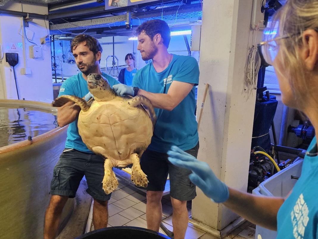 tartaruga Caretta salvata Imperia 24 luglio 2025