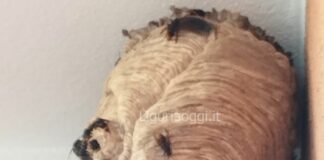 Genova, ancora nidi di Vespa killer velutina, torna l’emergenza Velutina vespa nido, San Fruttuoso via Berghini