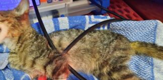 Genova, gattina di tre mesi investita e uccisa a Voltri: si cercano i proprietari Gattina investita Voltri