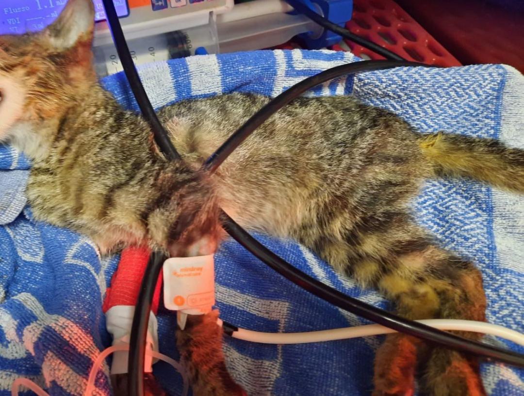 Gattina investita Voltri