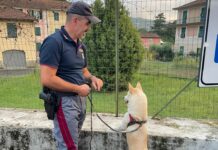 Sestri Levante, polizia stradale ritrova cagnolino smarrito sull’autostrada cane ritrovato polizia stradale