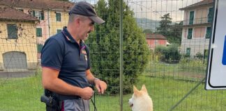 Sestri Levante, polizia stradale ritrova cagnolino smarrito sull’autostrada cane ritrovato polizia stradale