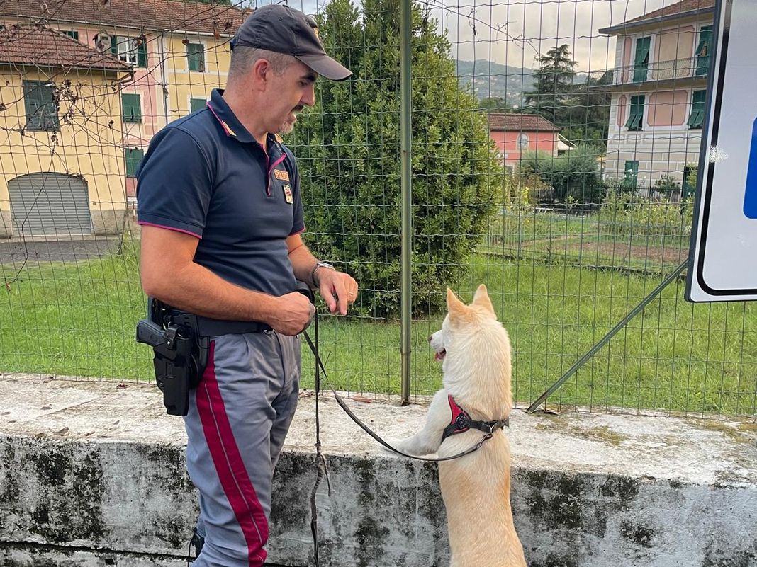 cane ritrovato polizia stradale