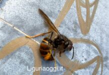 Emergenza Vespa velutina a Genova, volontari eliminano il nido di Sant’Ilario vespa velutina parchi Nervi