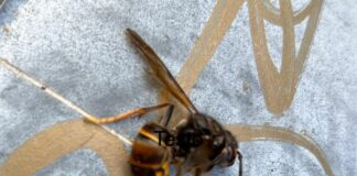 Vespa killer velutina tra i giochi dei bambini ai Parchi di Nervi vespa velutina parchi Nervi