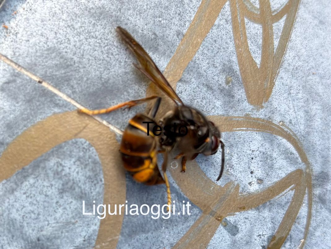 vespa velutina parchi Nervi