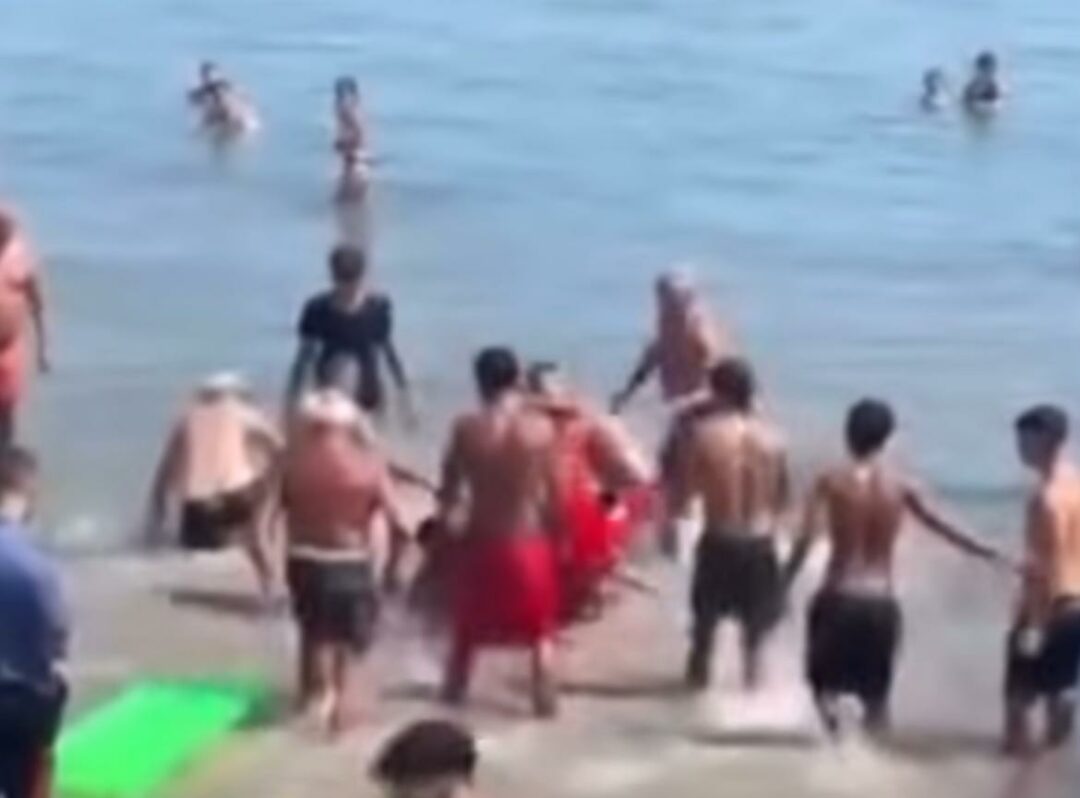 Rissa spiaggia Alassio