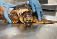 Monterosso, morta la tartaruga salvata dai bagnanti Tartaruga Caretta Caretta in cura Acquario di Genova