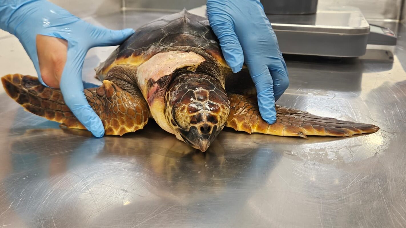 Tartaruga Caretta Caretta in cura Acquario di Genova