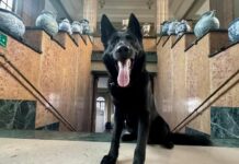 Savona, polizia locale festaggia il cane poliziotto Rey nella Giornata del Cane cane poliziotto Rey polizia locale Savona