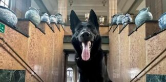 Savona, polizia locale festaggia il cane poliziotto Rey nella Giornata del Cane cane poliziotto Rey polizia locale Savona