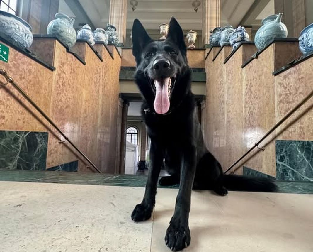 cane poliziotto Rey polizia locale Savona