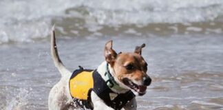 Albissola Marina prepara la prima Giornata della sicurezza dei cani in acqua cane mare salvagente