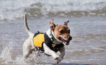 cane mare salvagente