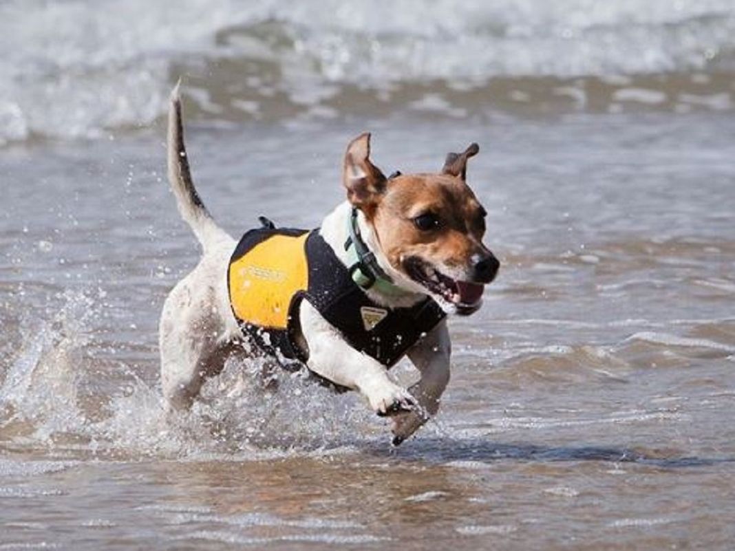 cane mare salvagente