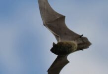 Chiavari, una Bat serata con Lipu alla scoperta dei Pipistrelli pipistrello