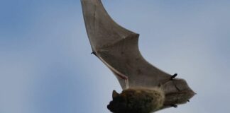 Chiavari, una Bat serata con Lipu alla scoperta dei Pipistrelli pipistrello