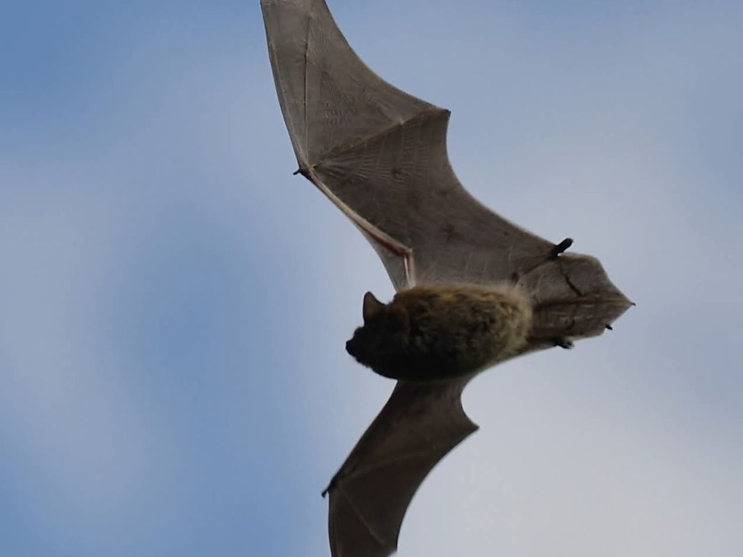 pipistrello